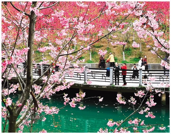 2024南溪山公园 浪漫樱花季活动启动